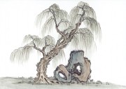 近现代书画 2000 幅_佚名 古树图册huaniaohua3_195