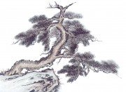 近现代书画 2000 幅_佚名 古树图册huaniaohua3_199